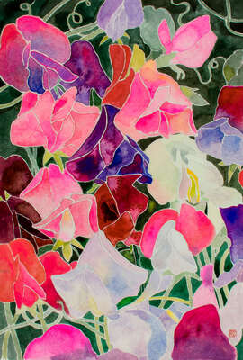 Sweetpea