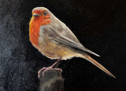 Robin